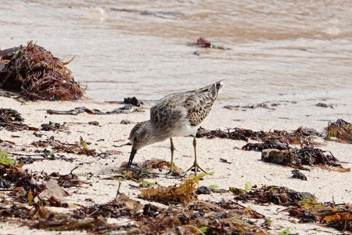 Least Sandpiper - ML609479537