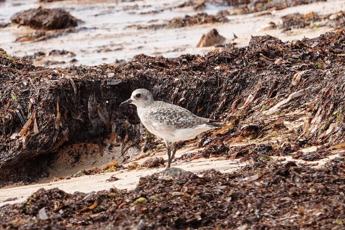 Black-bellied Plover - ML609479576