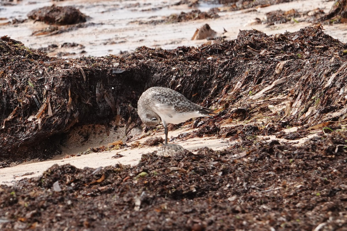 Black-bellied Plover - ML609479578