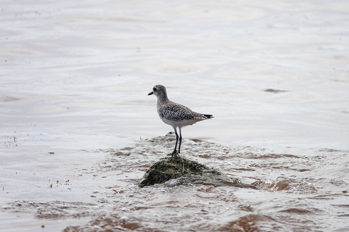 Black-bellied Plover - Kaitlin Mahar