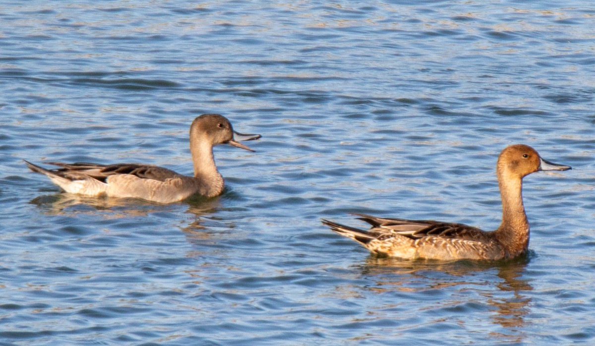 Northern Pintail - ML609479597