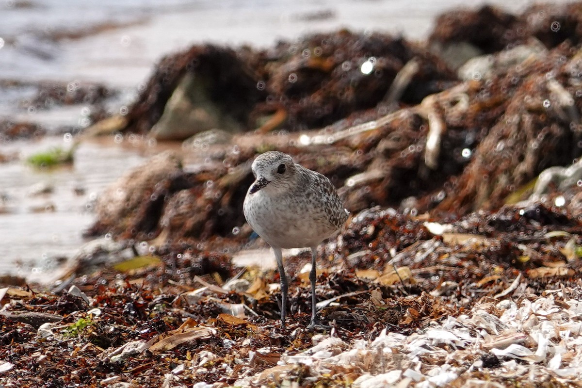 Black-bellied Plover - ML609479603