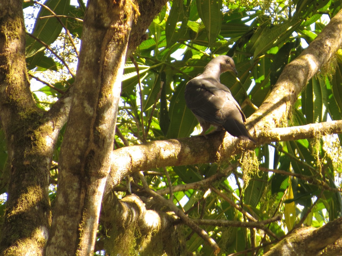 Plumbeous Pigeon - ML609479615