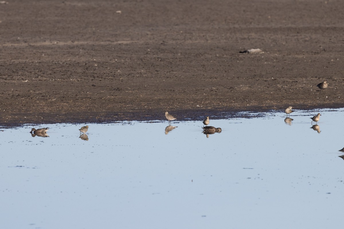 American Golden-Plover - ML609479668