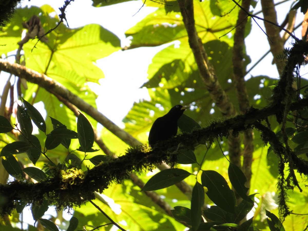 Yellow-billed Cacique - ML609479683