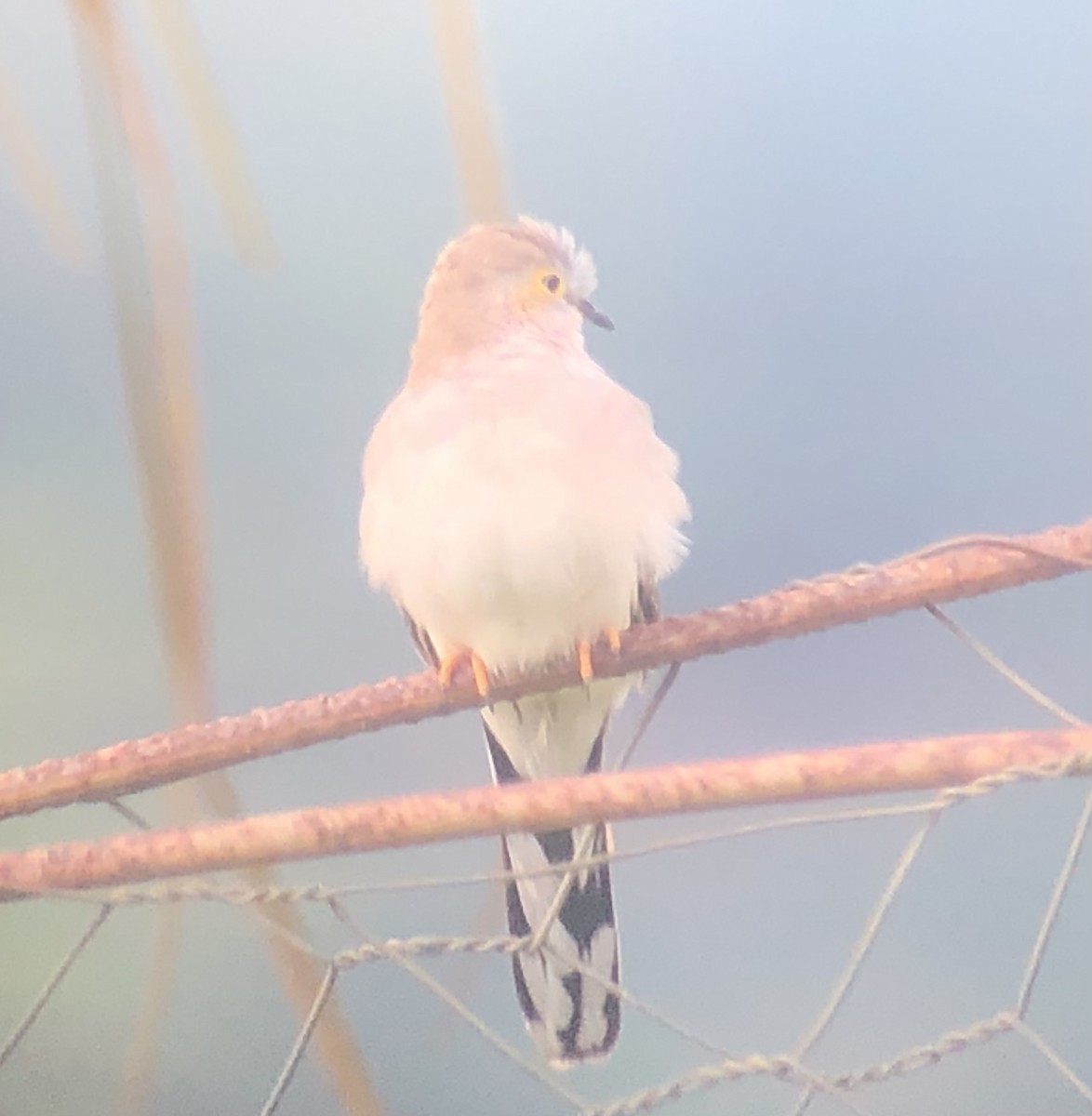 Long-tailed Ground Dove - ML609479696