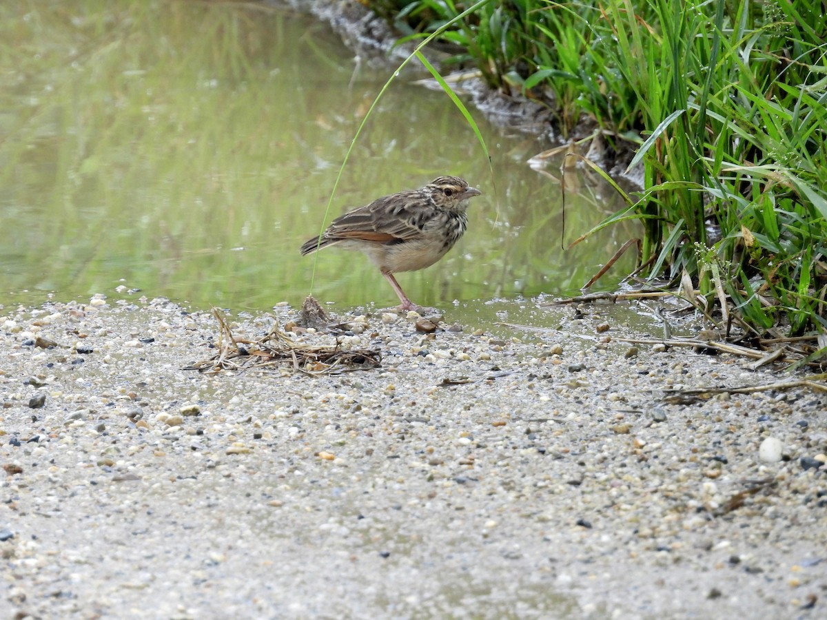 Indochinese Bushlark - stephen tierney