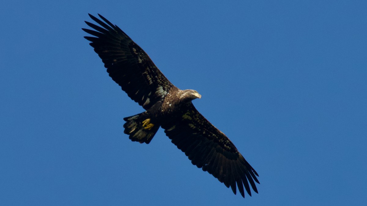 Bald Eagle - ML609479919