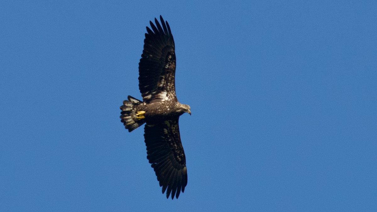 Bald Eagle - ML609479921