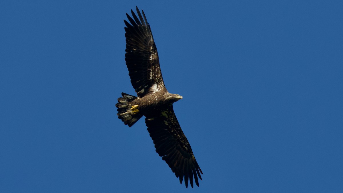 Bald Eagle - ML609479929