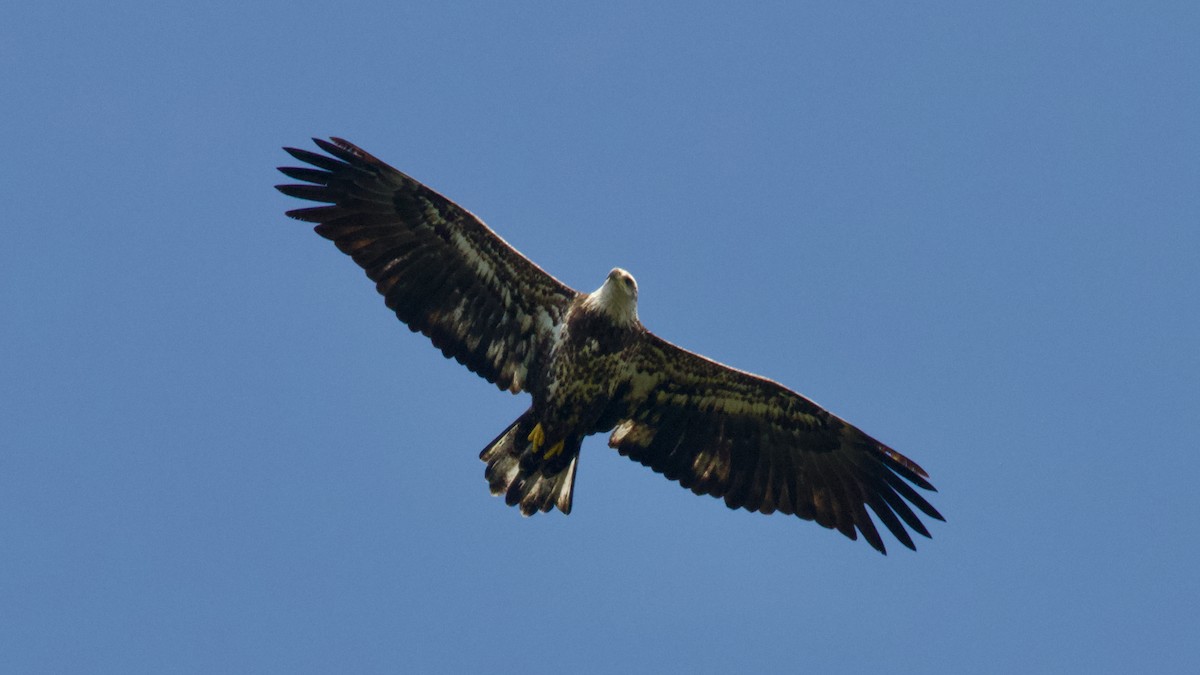 Bald Eagle - ML609479941