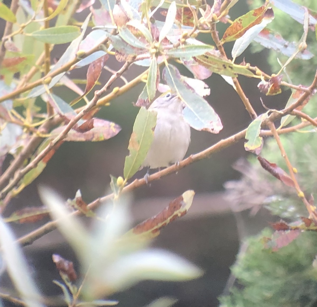 Chestnut-sided Warbler - ML609480004