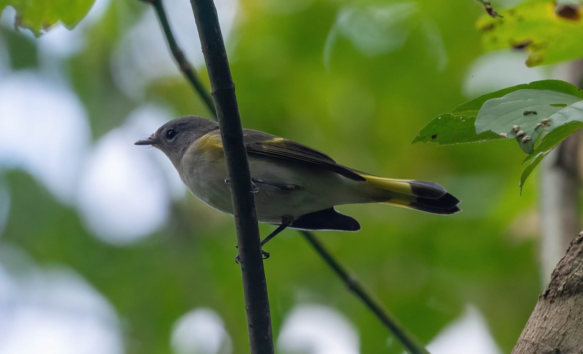 American Redstart - ML609480047