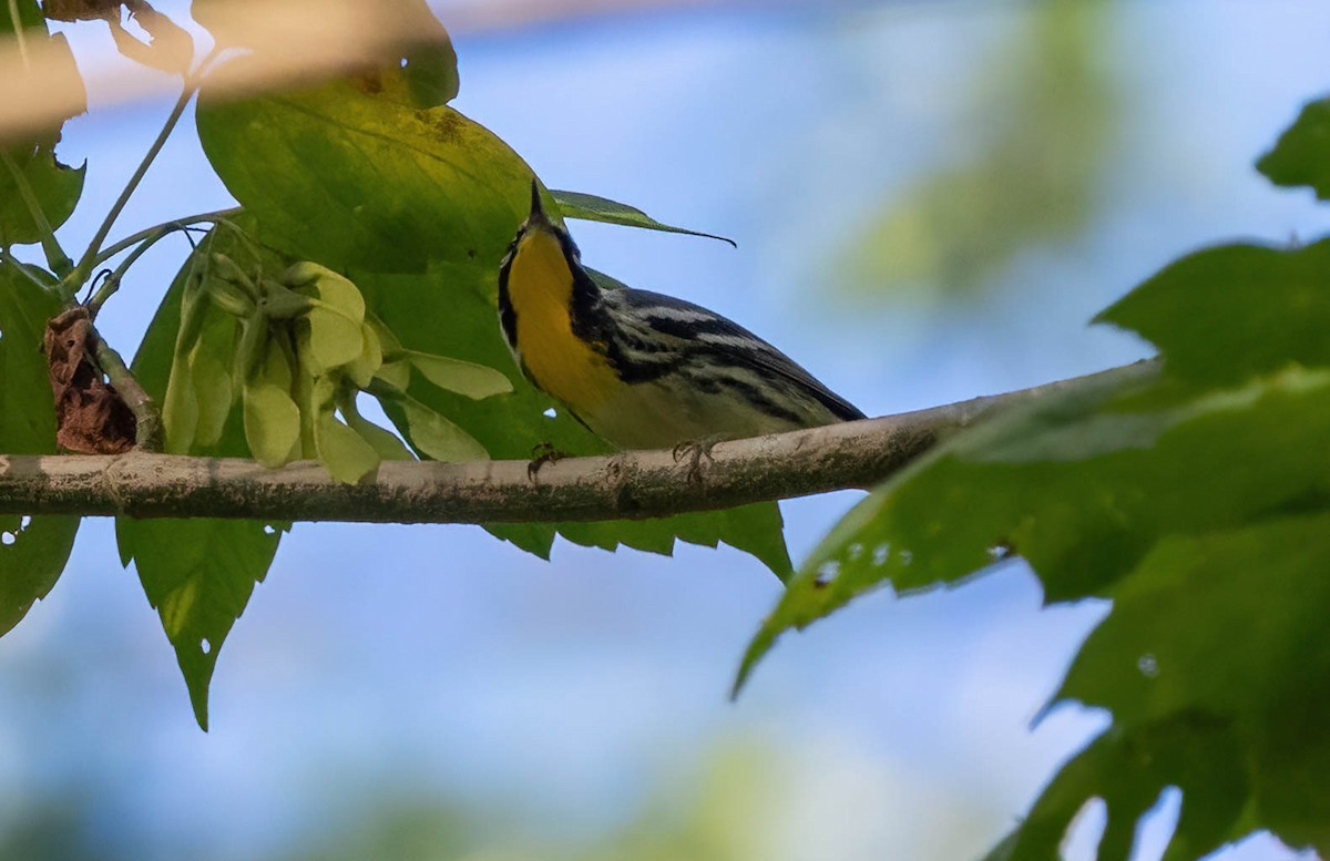 Yellow-throated Warbler - ML609480140