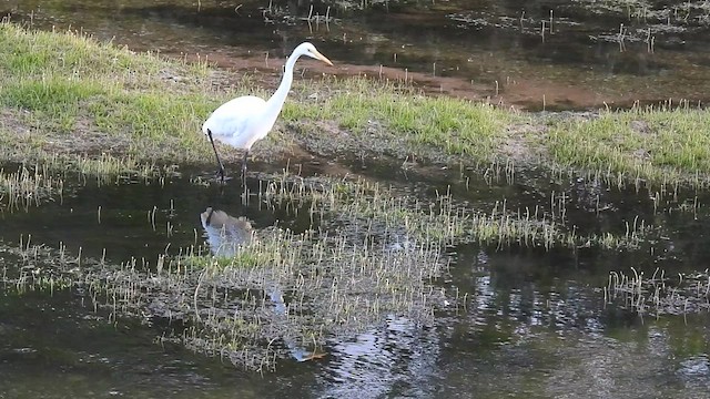 ダイサギ（egretta） - ML609480215