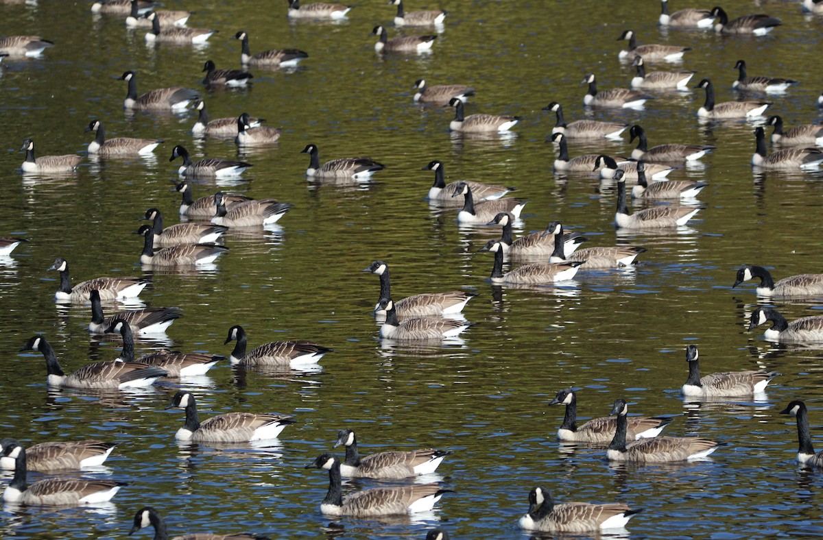 Canada Goose - ML609480267