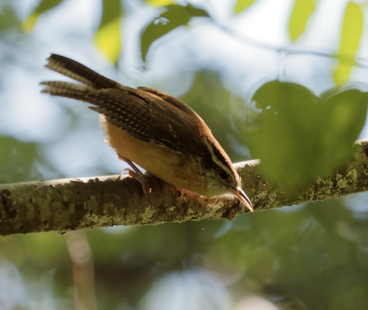 Carolina Wren - ML609480288