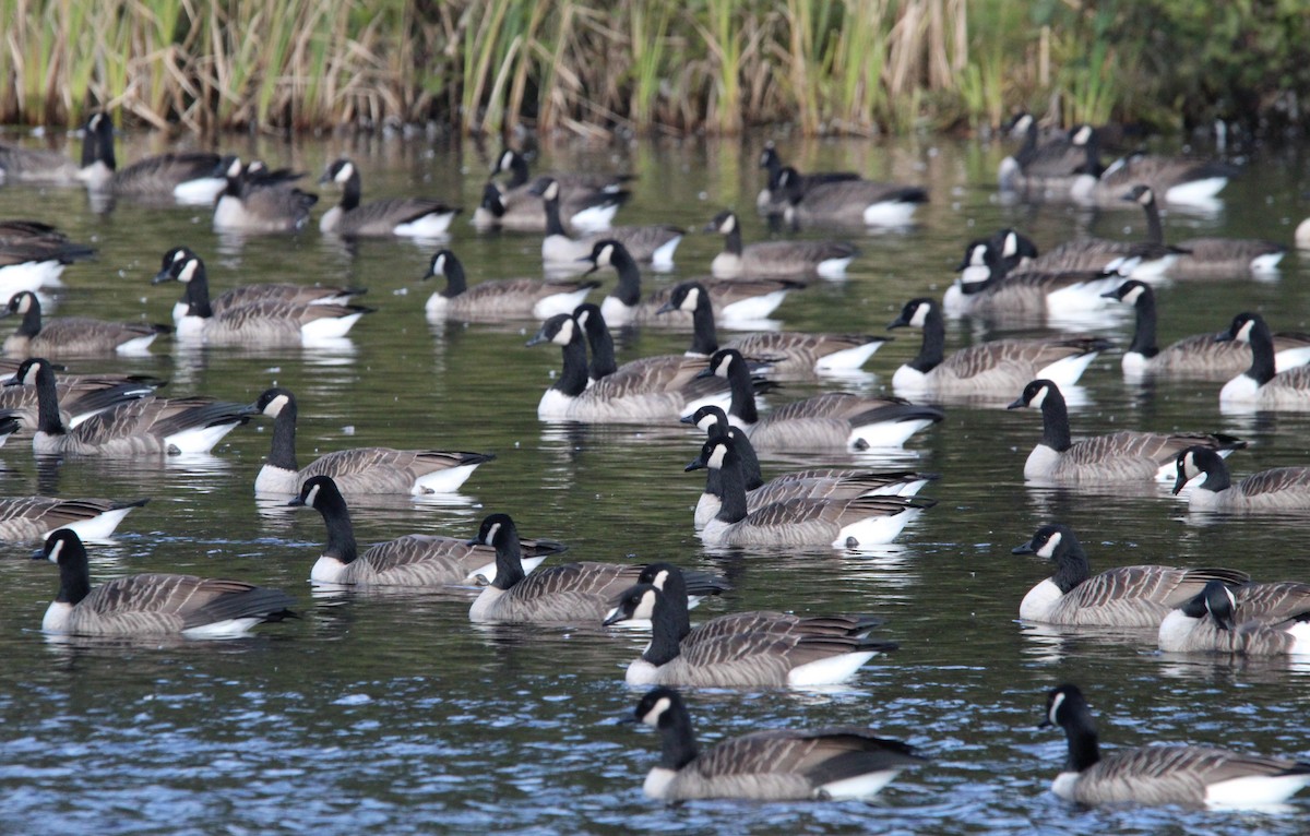 Canada Goose - Shawn Morneault