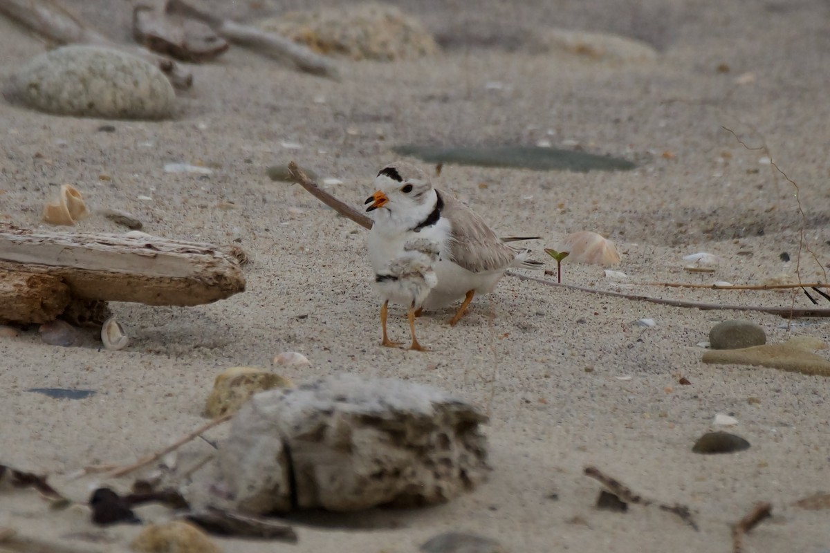 Piping Plover - ML609480354