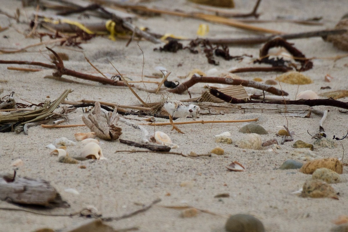 Piping Plover - ML609480355