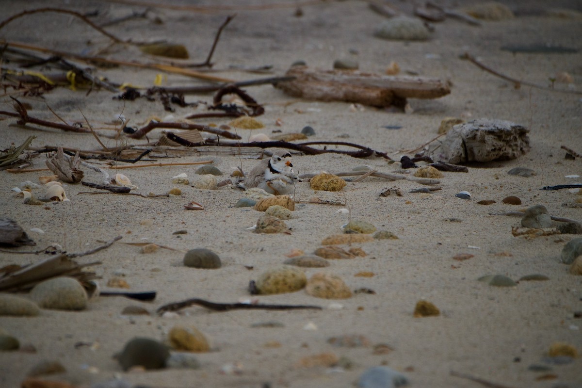 Piping Plover - ML609480357