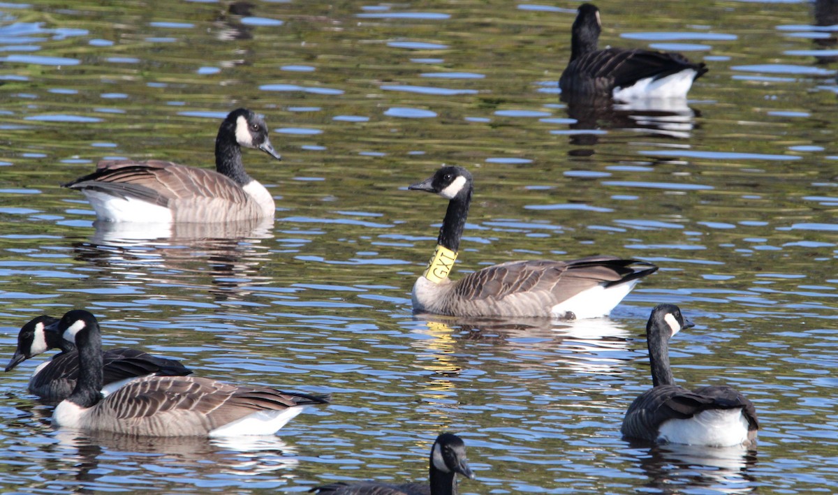 Canada Goose - ML609480360