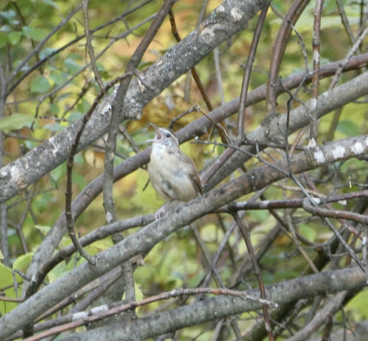 Carolina Wren - ML609480426