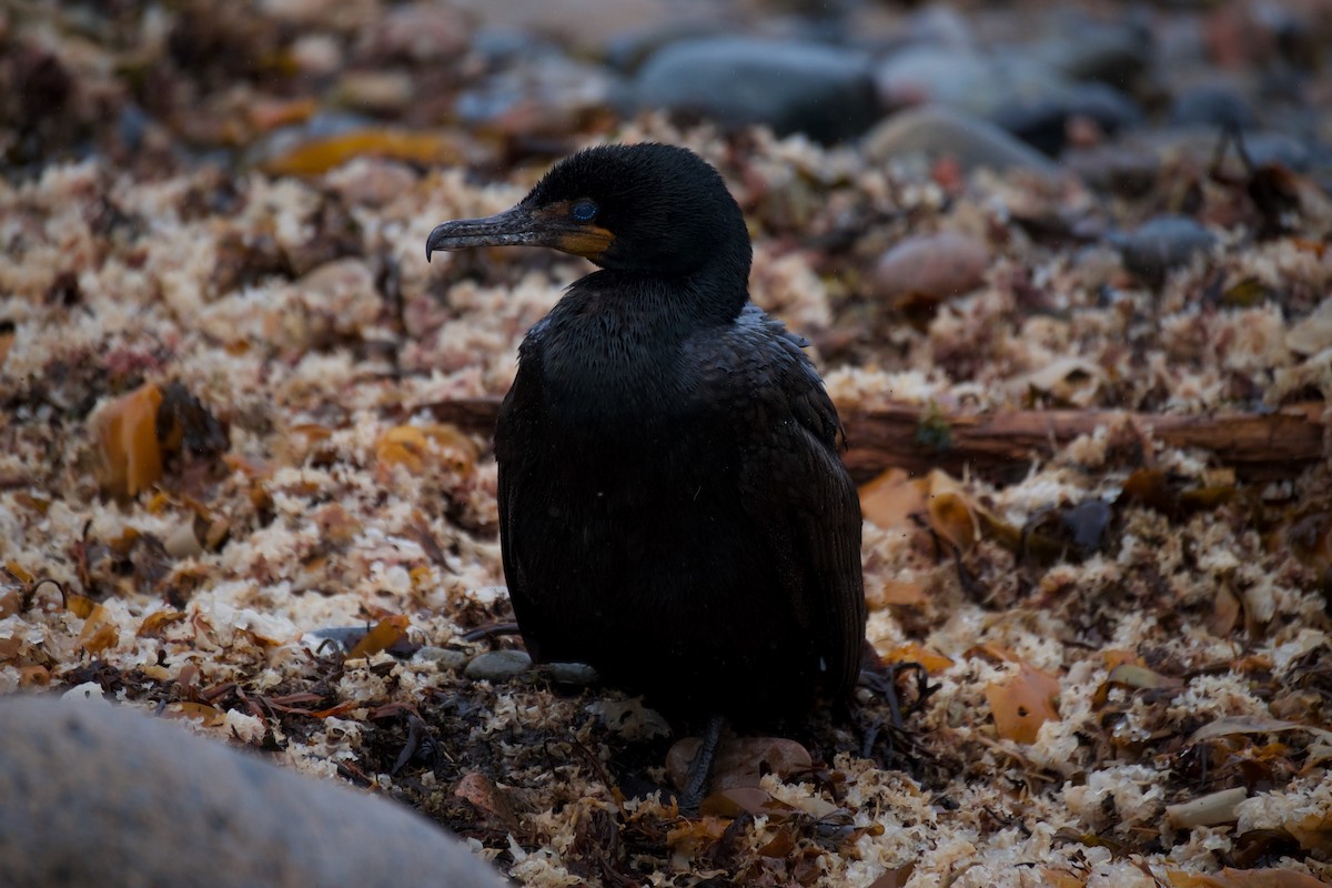 Cormoran à aigrettes - ML609480507