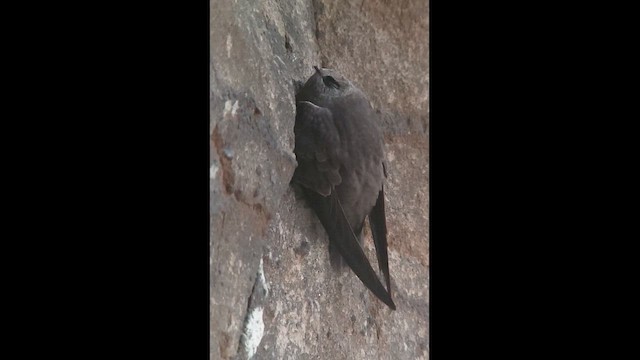 Great Dusky Swift - ML609480621