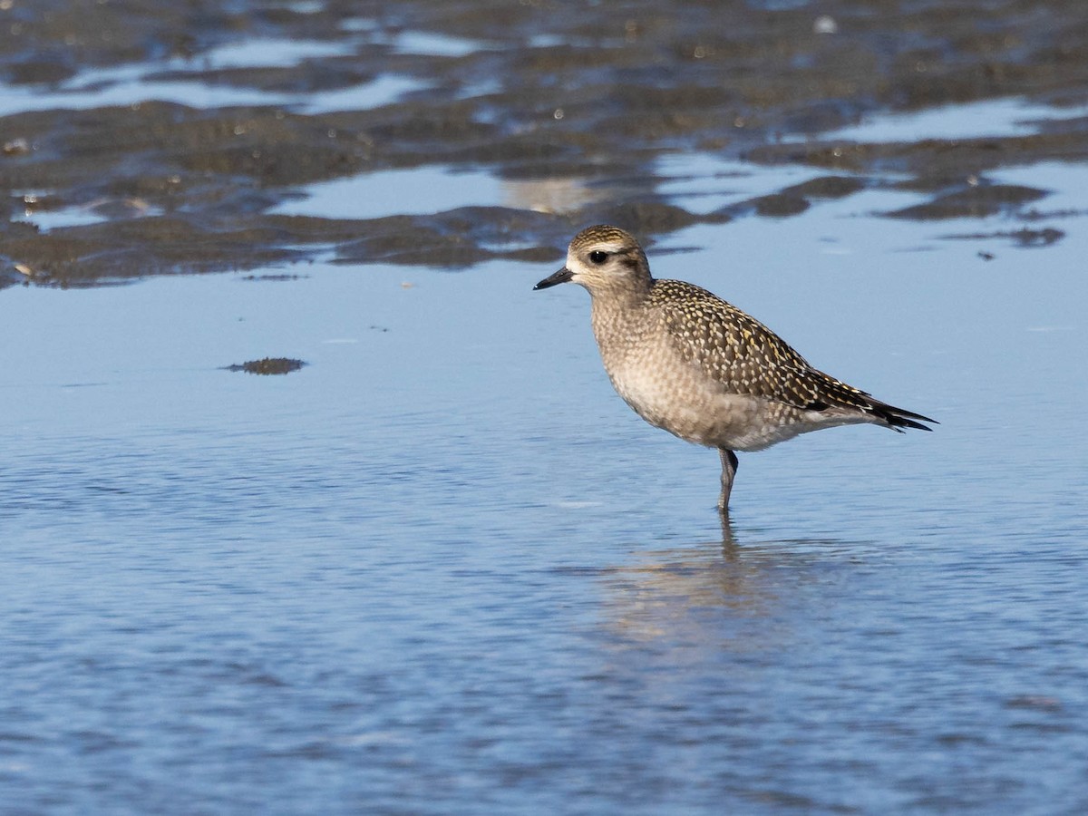 American Golden-Plover - ML609480653