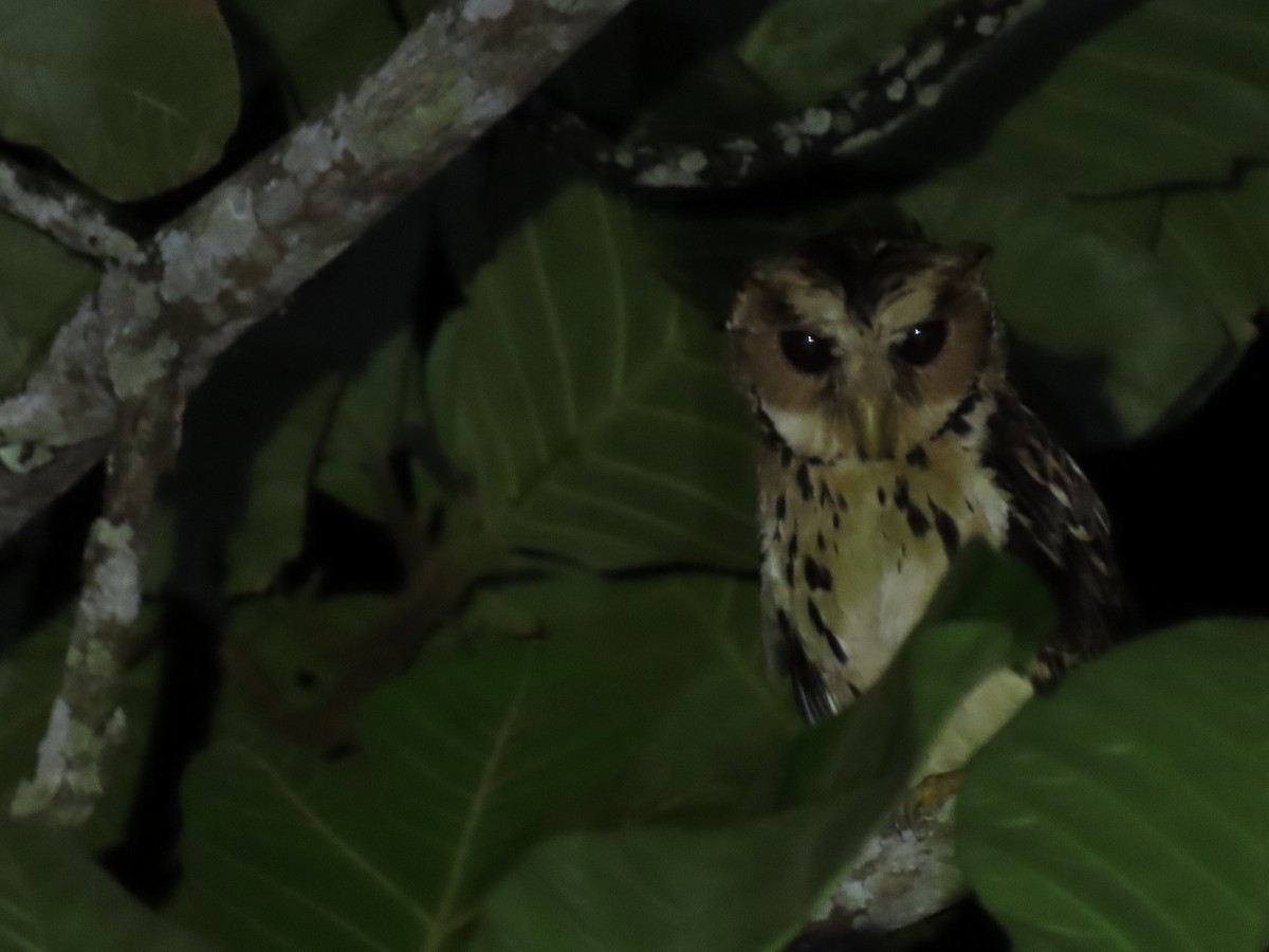 Giant Scops-Owl - Enrico Legaspi