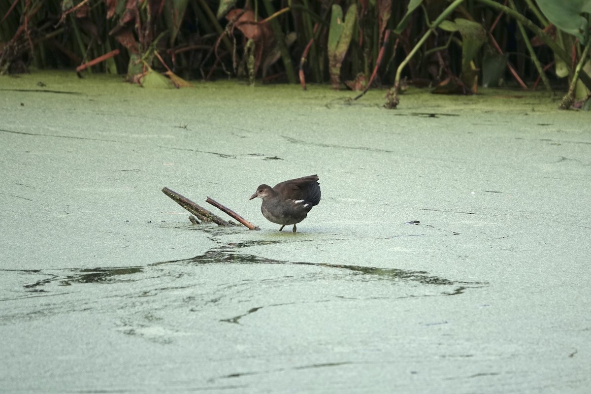 Common Gallinule - ML609480779