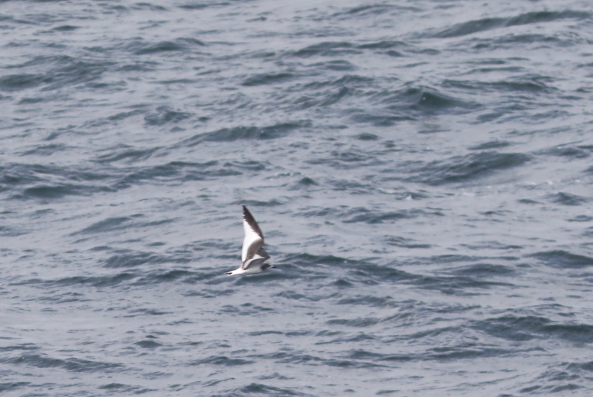 Sabine's Gull - Rohan van Twest