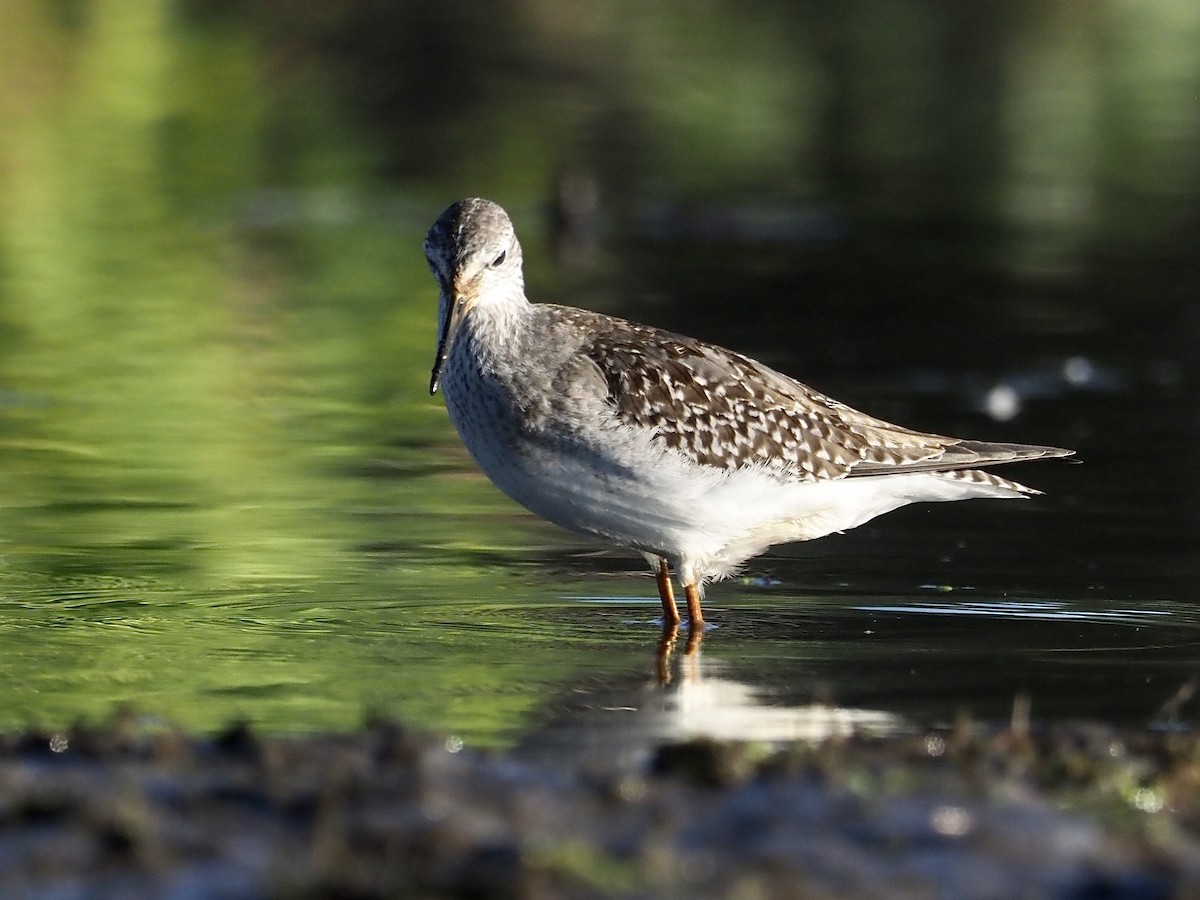 Lesser Yellowlegs - ML609480838