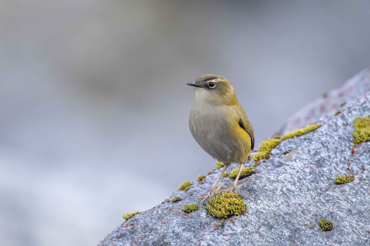 South Island Wren - ML609480859