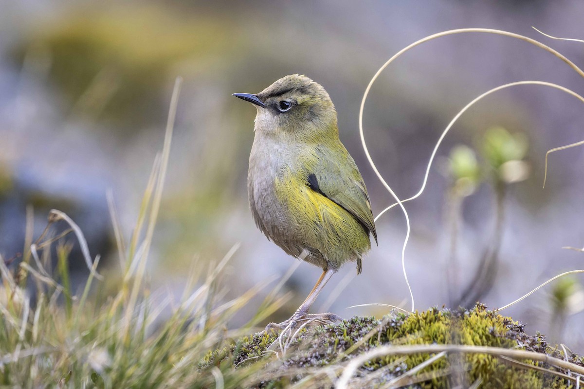 South Island Wren - ML609480862