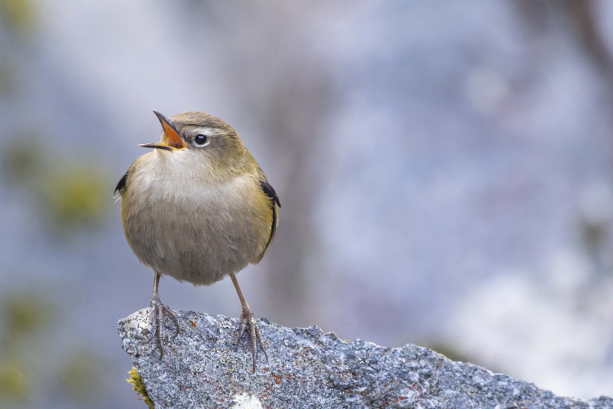 South Island Wren - ML609480863