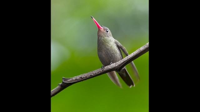 gyllenkolibri - ML609480948