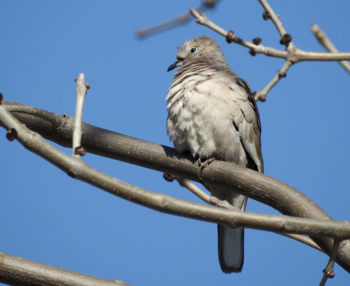 Picui Ground Dove - ML609481051