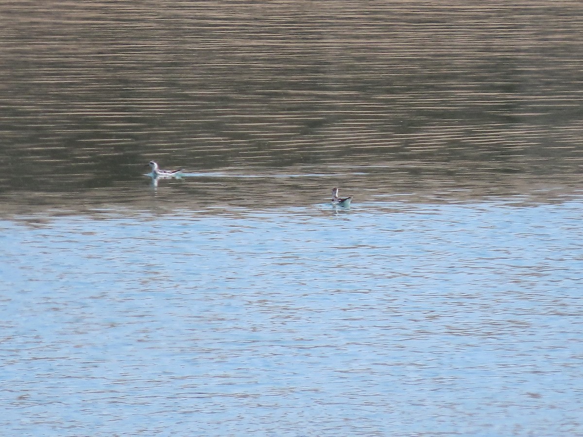 Red-necked Phalarope - ML609481077