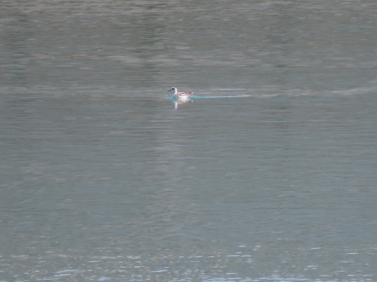 Red-necked Phalarope - ML609481078