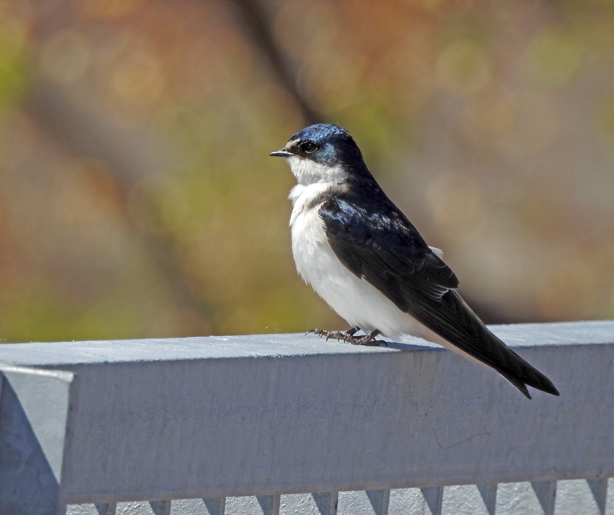 White-rumped Swallow - ML609481118