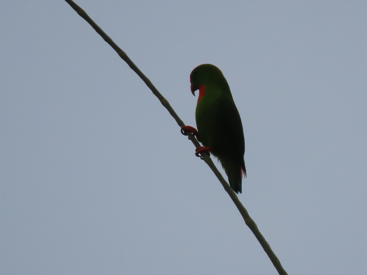 Philippine Hanging-Parrot - Enrico Legaspi