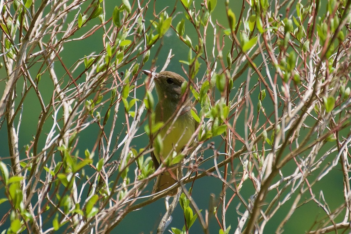 Great Crested Flycatcher - ML609481147