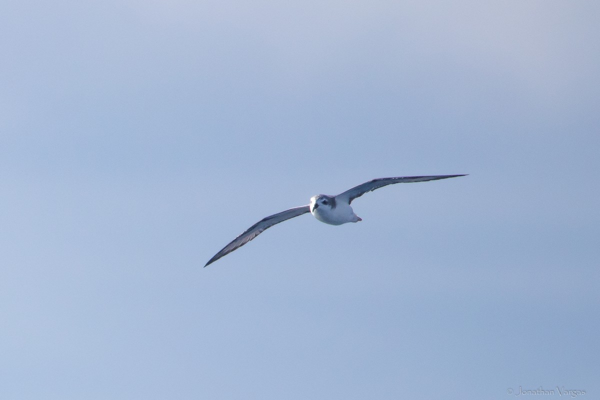 Cook's Petrel - ML609481194