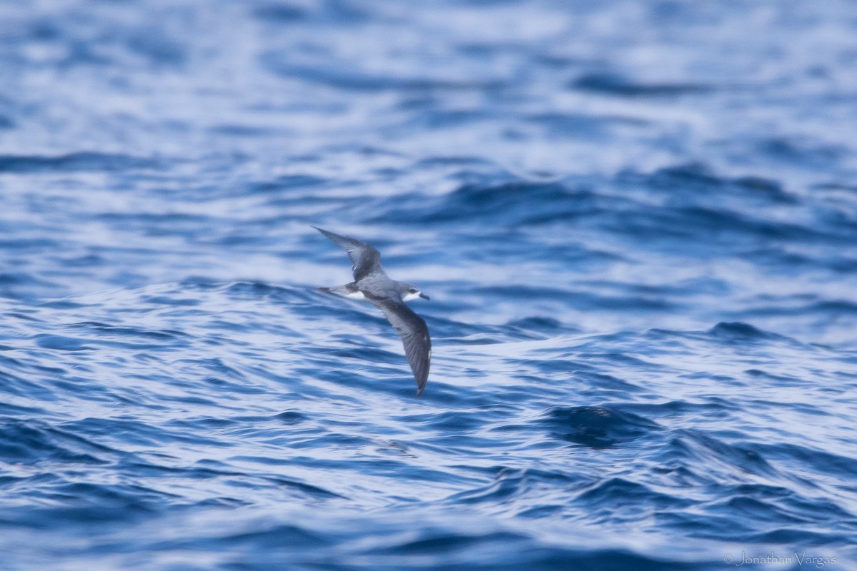 Cook's Petrel - ML609481195