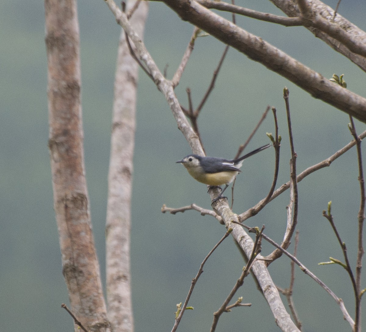 Creamy-bellied Gnatcatcher - ML609481201