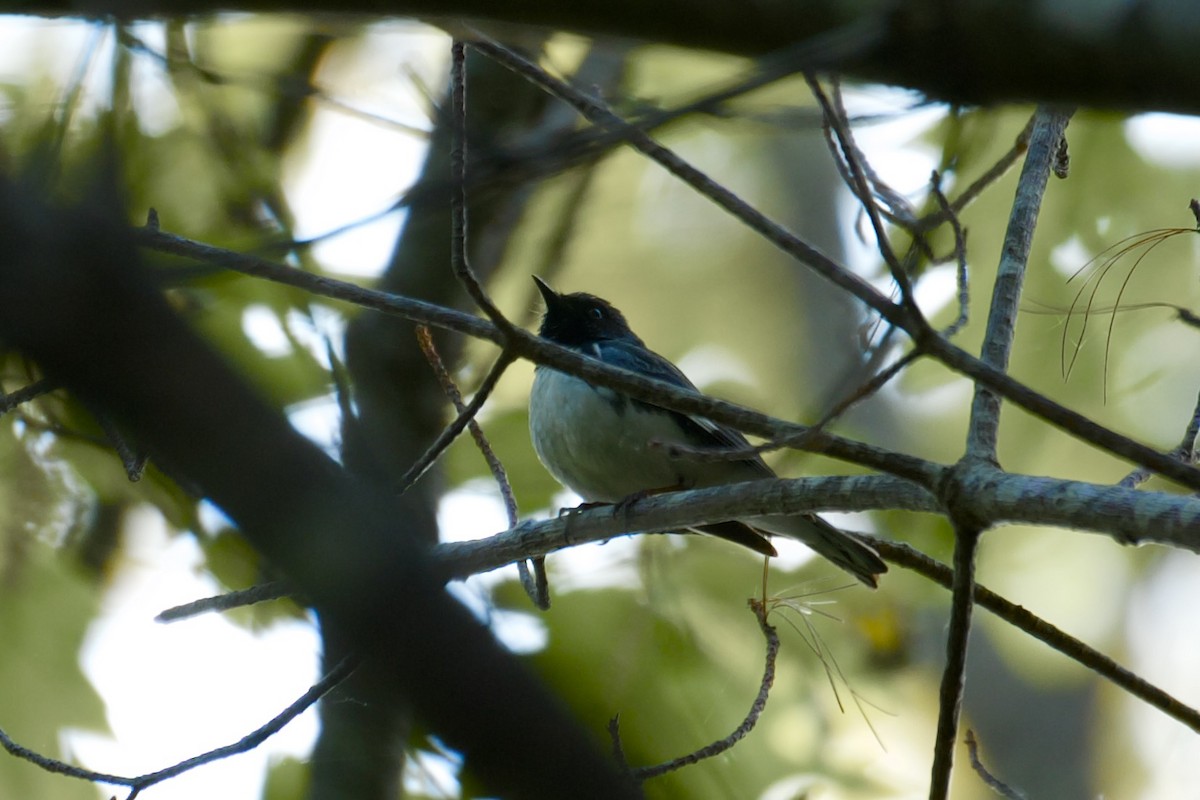 Black-throated Blue Warbler - ML609481238