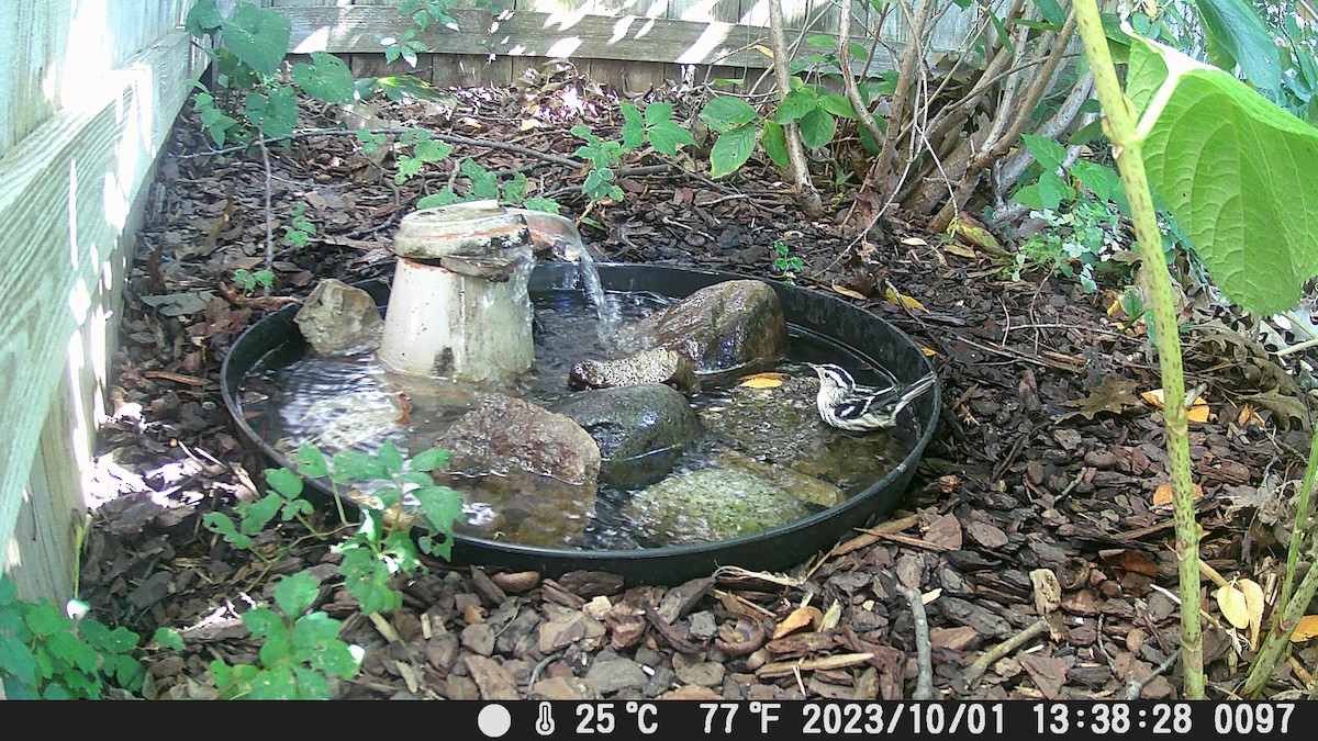 Black-and-white Warbler - ML609481271