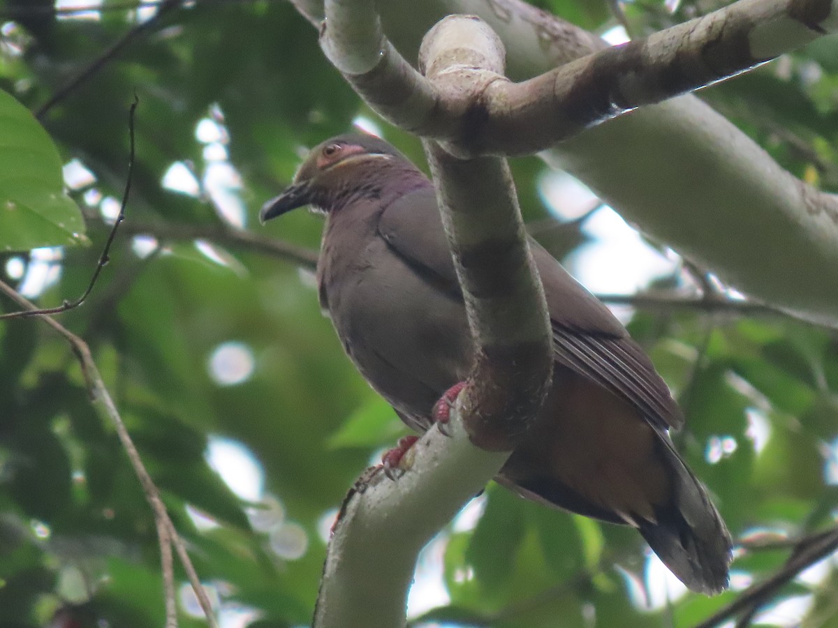 オオテリアオバト（amethystinus／imeldae） - ML609481304